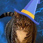 Halloween Witch Pet Portrait