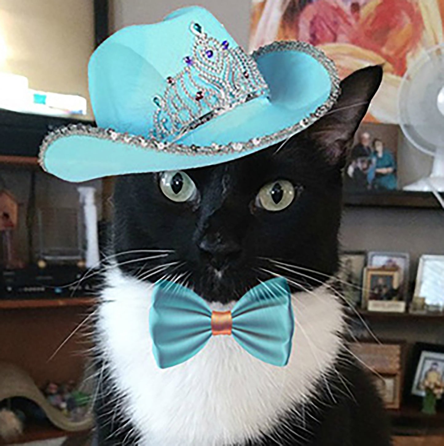 Pet Portrait - Special Turquoise Cowboy Hat Close Up