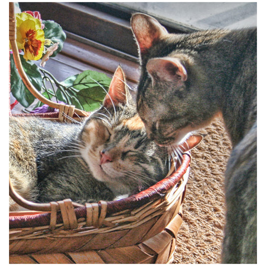 National Lover's Day Digital Card - Peaches & Paprika cats