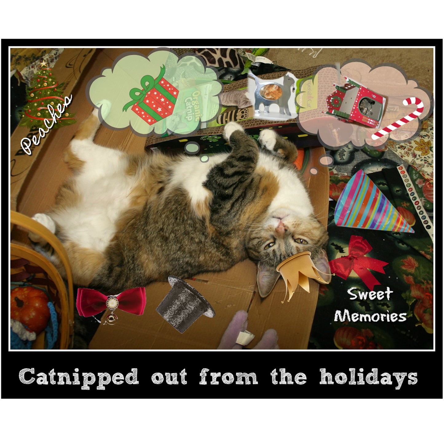 Catnipped! Digital Card - Peaches & Paprika Cats