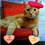 Valentine Pet with Beret Portrait